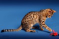 /album/amina/a2-bengal-cat-beauty-cat-faith-amina-jpg/